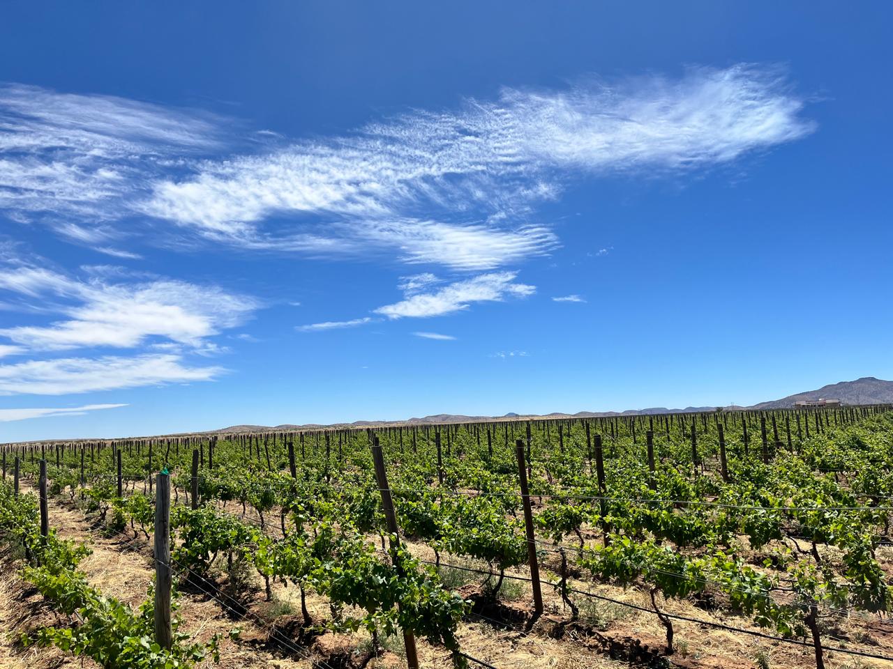 Sonora mantiene el primer lugar en producción de uva de mesa en México 